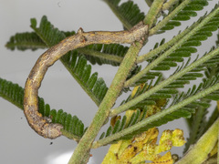 Scioglyptis lyciaria