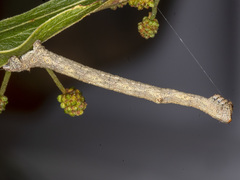 Scioglyptis lyciaria