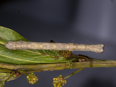 Scioglyptis lyciaria