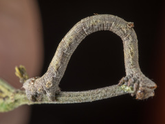 Scioglyptis lyciaria