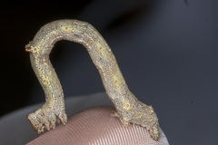 Scioglyptis lyciaria