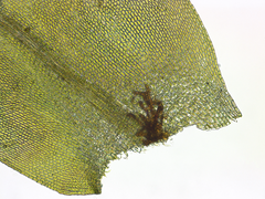 Racopilum cuspidigerum