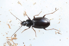 Agonum fuliginosum