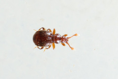 Bryaxis puncticollis