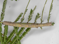 Scioglyptis lyciaria