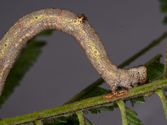 Scioglyptis lyciaria