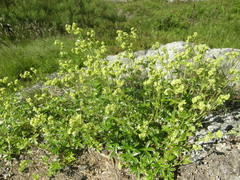 Alchemilla saxatilis
