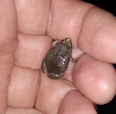 Elachistocleis bicolor