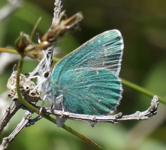 Callophrys viridis