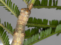 Scioglyptis lyciaria