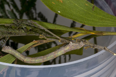 Scioglyptis lyciaria