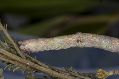 Scioglyptis lyciaria