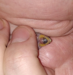 Elachistocleis bicolor