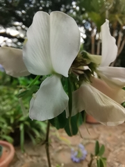 Tephrosia inandensis