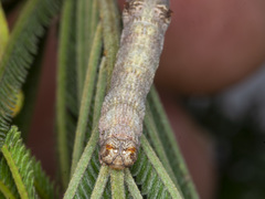 Scioglyptis lyciaria