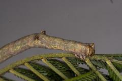 Scioglyptis lyciaria