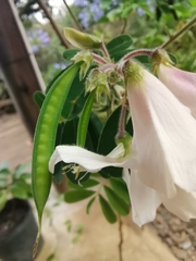 Tephrosia inandensis