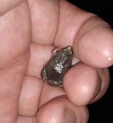 Elachistocleis bicolor