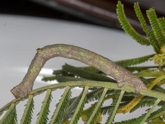 Scioglyptis lyciaria