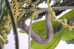 Scioglyptis lyciaria