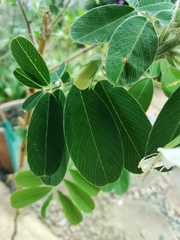 Tephrosia inandensis