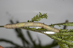 Scioglyptis lyciaria