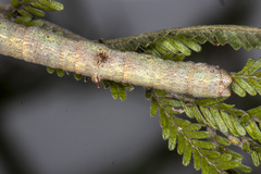 Scioglyptis lyciaria