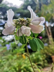 Tephrosia inandensis