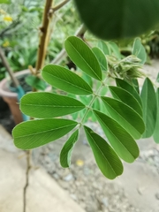 Tephrosia inandensis