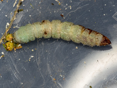 Scioglyptis lyciaria