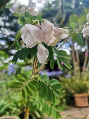 Tephrosia inandensis