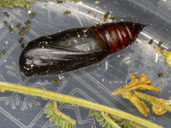 Scioglyptis lyciaria