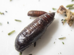 Scioglyptis lyciaria