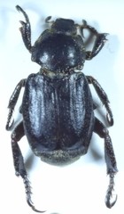 Hoplia graminicola