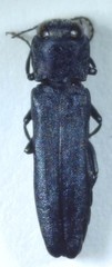 Agrilus sulcicollis
