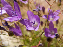 Wahlenbergia patula