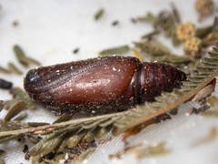 Scioglyptis lyciaria