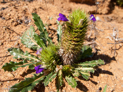 Acanthopsis disperma