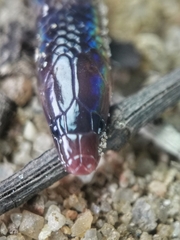 Pseudorabdion longiceps