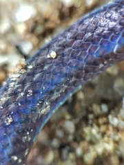 Pseudorabdion longiceps