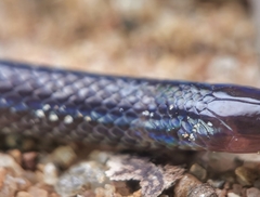 Pseudorabdion longiceps