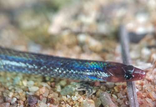 Cantor's Dwarf Reed Snake (Pseudorabdion longiceps) - Snakes and Lizards