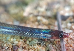 Pseudorabdion longiceps