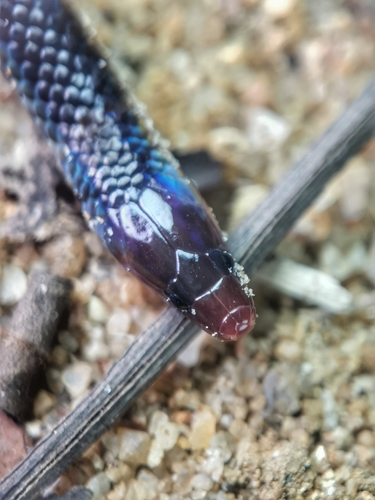 Cantor's Dwarf Reed Snake (Pseudorabdion longiceps) - Snakes and Lizards