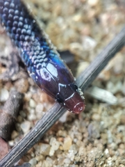 Pseudorabdion longiceps