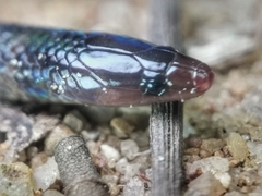 Pseudorabdion longiceps