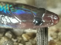 Pseudorabdion longiceps