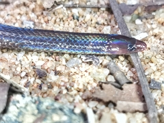 Pseudorabdion longiceps