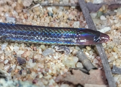 Pseudorabdion longiceps