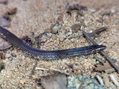 Pseudorabdion longiceps